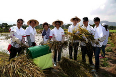 2012 - 塱原稻米收割活動